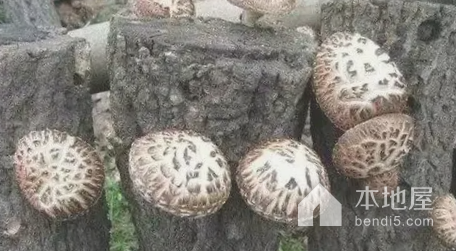 黎川原木香菇