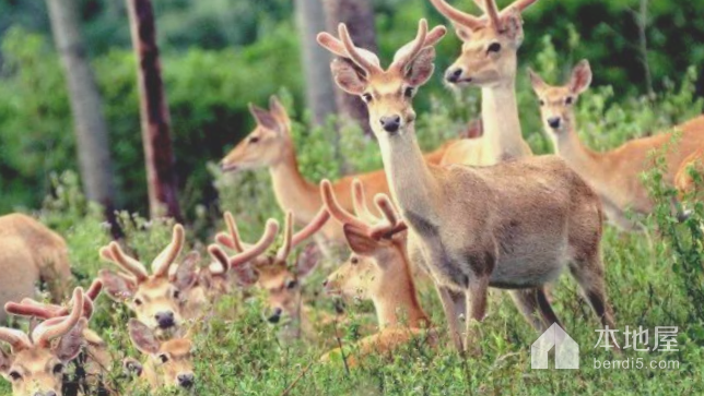 邦溪坡鹿自然保护区