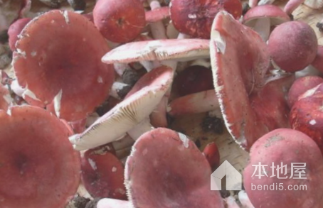 资溪红菇