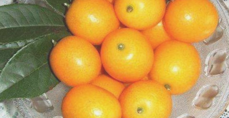 泗水金橘