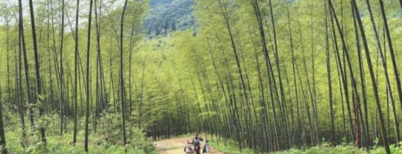毛竹山林场