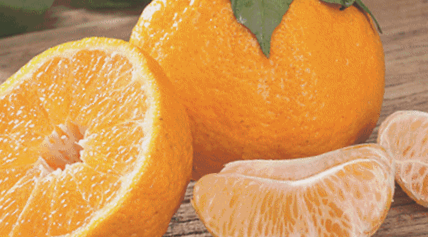 清见桔橙