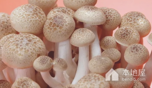勍香镇蘑菇
