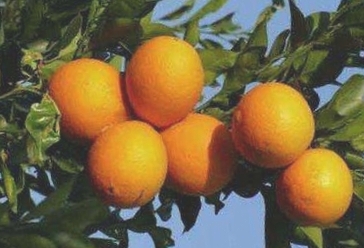 台州黄岩脐橙