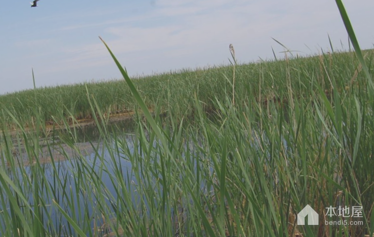 明水湿地自然保护区