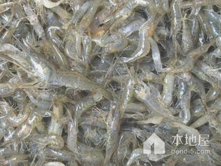 黄河虾