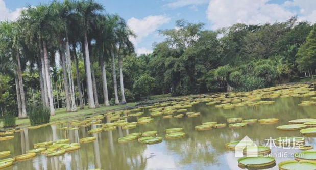 勐仑热带植物园