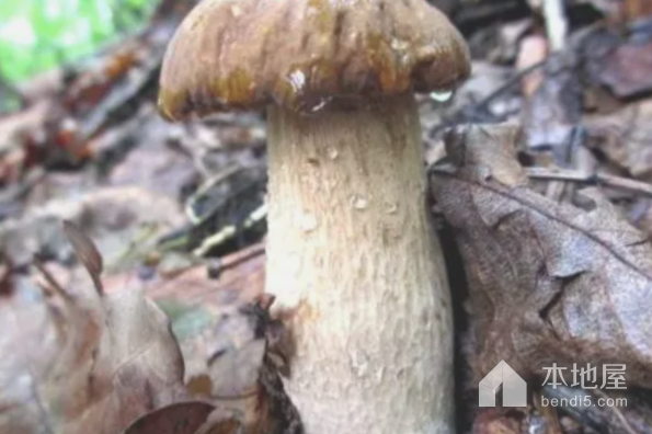 山蘑菇