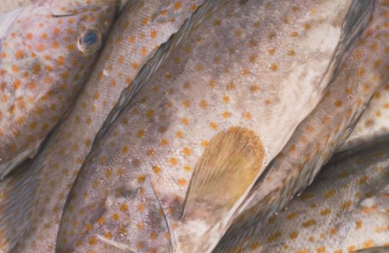 钦州石斑鱼