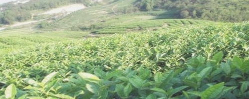 高香生态茶文化旅游区