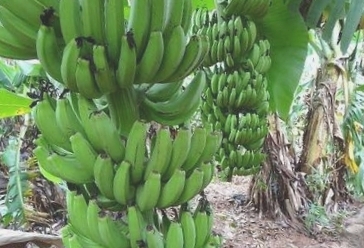 涠洲岛火山岛香蕉