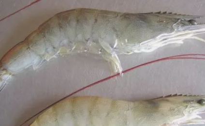 脊尾白虾