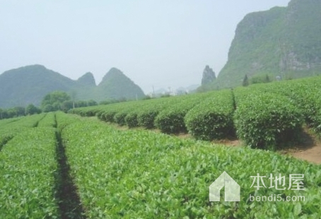 桂林茶科所茶叶科技园