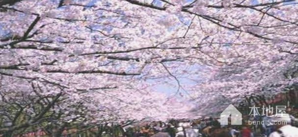 青島櫻花會
