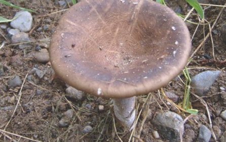 静乐银盘蘑菇