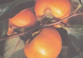 祁东藕柿