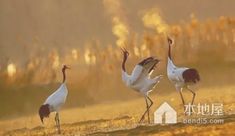 科尔沁珍禽自然保护区