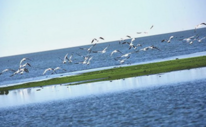 天鹅湖草原湿地候鸟观光生态旅游区
