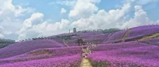 长寿紫耘花海景区