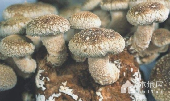阿魏蘑菇