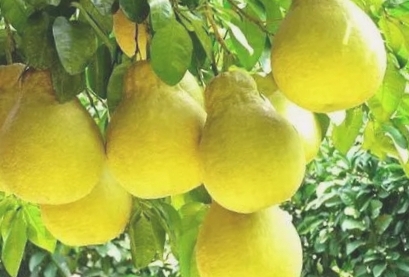 黄沙白柚生态园