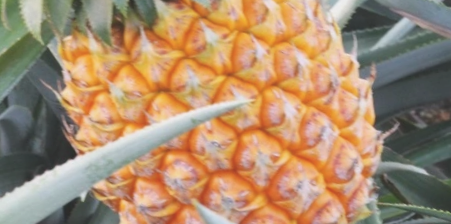神湾菠萝