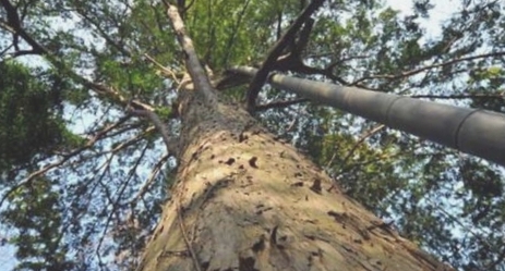 东北红豆杉自然保护区