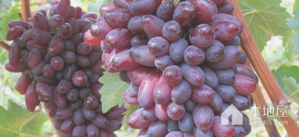 钟山葡萄