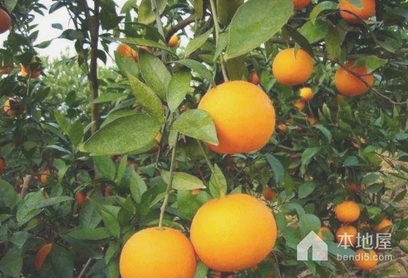 柏泉柑橘