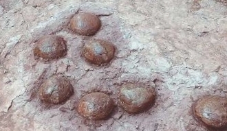 西峡恐龙蛋化石群