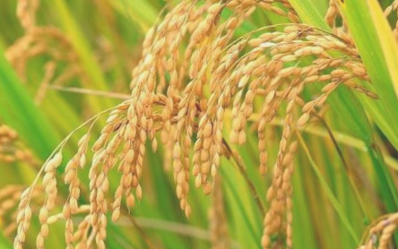 洪湖再生稻米