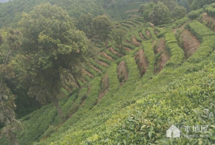 高香万亩生态茶文化园