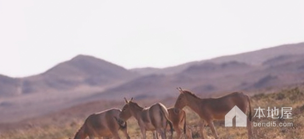 乌拉特梭梭林蒙古野驴国家级自然保护区