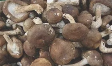 本溪香菇
