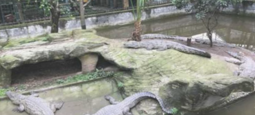 重庆鳄鱼中心