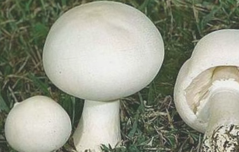 古县蘑菇