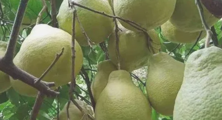 丹洲沙田柚