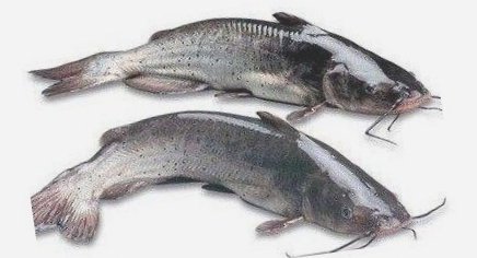 峡江鮰鱼