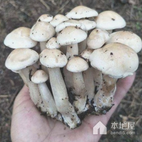 岢岚营盘蘑菇