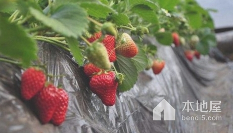 怡福園草莓采摘基地