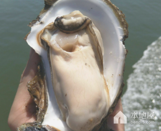 高螺牡蛎