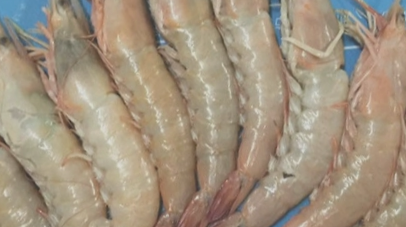 钦州海虾