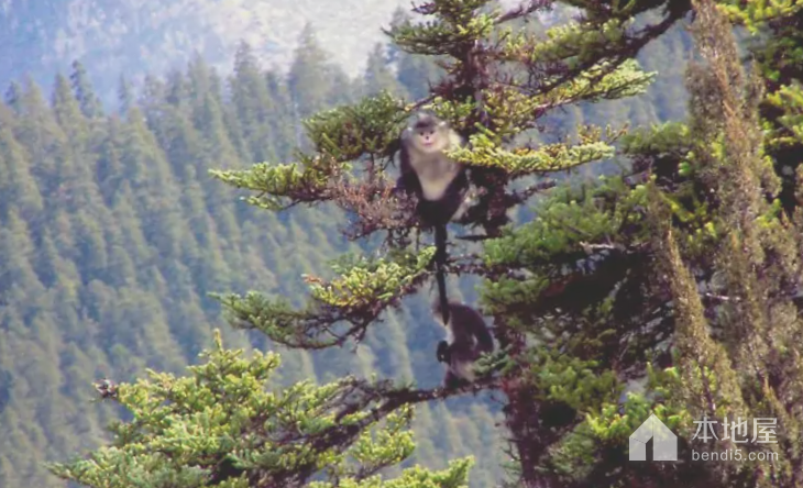 红拉山滇金丝猴国家级自然保护区