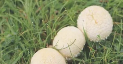 绿色山宝蘑菇