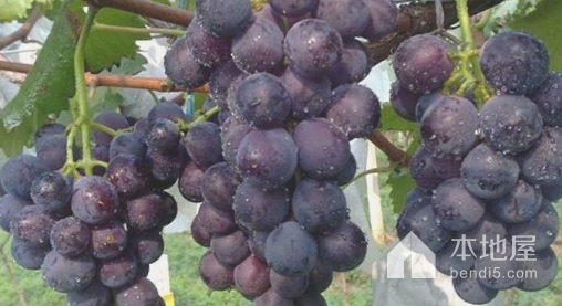 黑山谷葡萄
