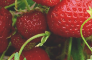 安丘草莓