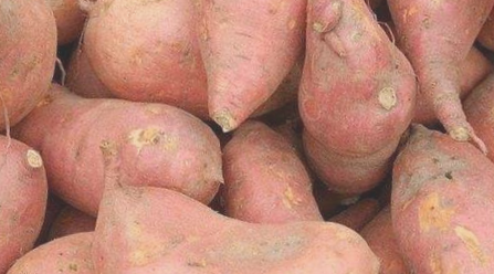 红薯花生窑