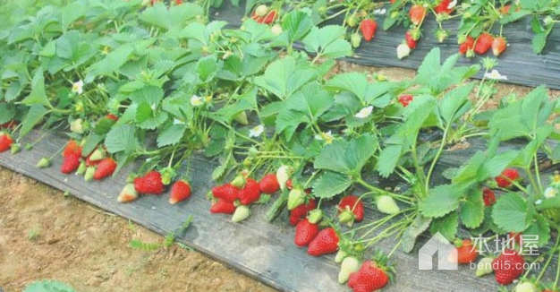 淮阴草莓