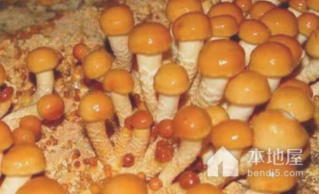 林口滑子蘑