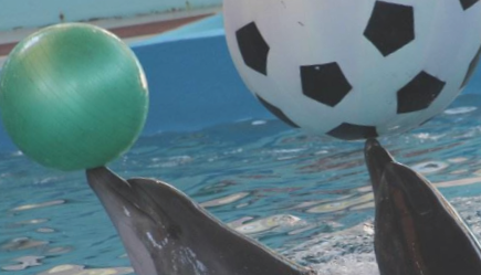 钦州国际海豚旅游节